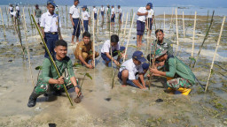 Satgas TMMD Ke-129 Kodim 1311/Morowali Bersama Warga Tanam 1.000 Pohon Mangrove di Kepulauan Umbele