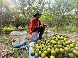 Jeruk Siam Madu Mojokerto Jadi Pemasok Menu Makan Bergizi Gratis