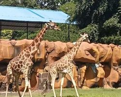 9 Tahun Sendiri, Akhirnya Moritz Mendapatkan Pendamping