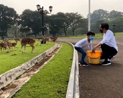 Pekan Pertama 2022, Jokowi Bersama Ethes dan Mirah di Istana Bogor