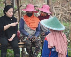 Ikut Bertani Bawang di Nganjuk, Puan Maharani Bilang Harga Pupuk Mahal