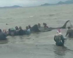 Hiu Bantul Seukuran Mobil, Masuk ke Jaring Nelayan Sukaraja