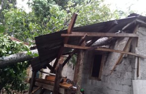 Hujan Angin Intensitas Tinggi di Bogor, Pohon Tumbang dan 4 Rumah Rusak