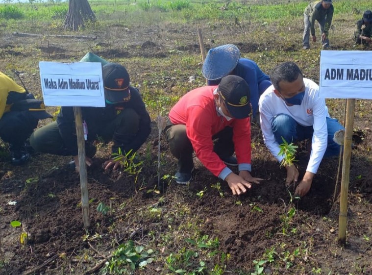 Tanam 6600 Kayu Putih, Ini Harapan Perhutani KPH Madiun