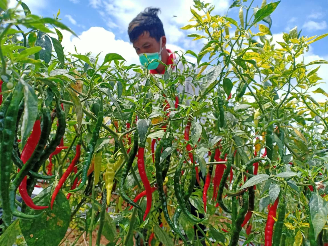 300 Ha untuk Lumbung Pangan Hortikultura di Temanggung