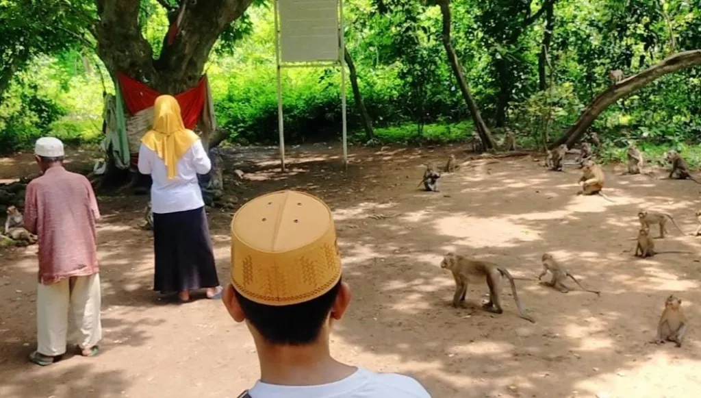 Ratusan Monyet di Wisata Hutan Kera Nepa Sampang Kelaparan, Ada Apa? 