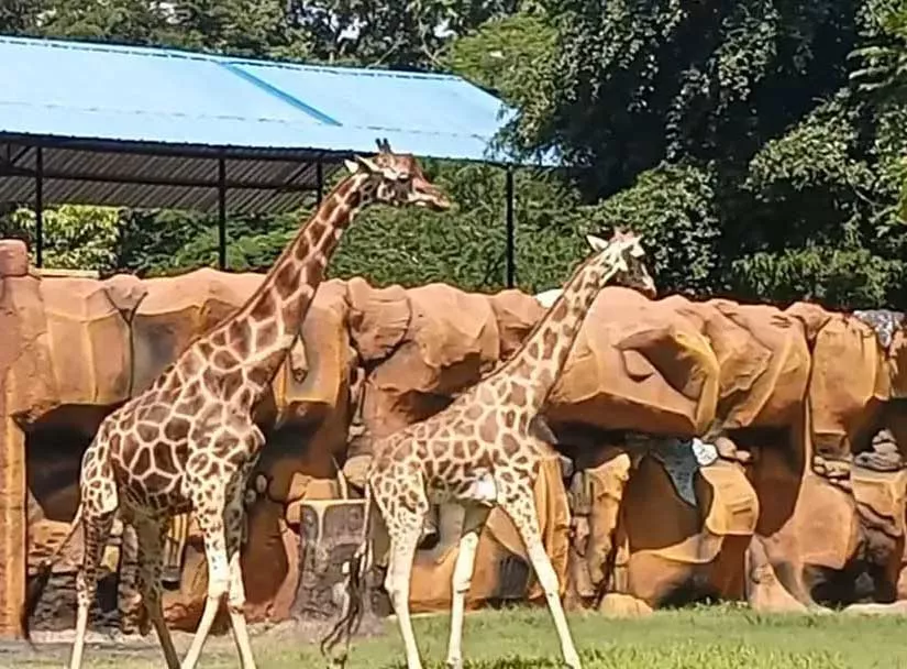 9 Tahun Sendiri, Akhirnya Moritz Mendapatkan Pendamping