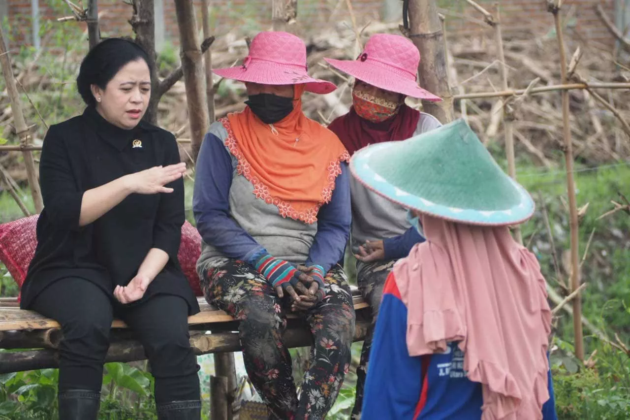 Ikut Bertani Bawang di Nganjuk, Puan Maharani Bilang Harga Pupuk Mahal