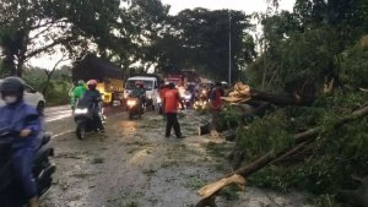 Hujan Deras di Banyuwangi, 12 Rumah Rusak dan 9 Pohon Tumbang