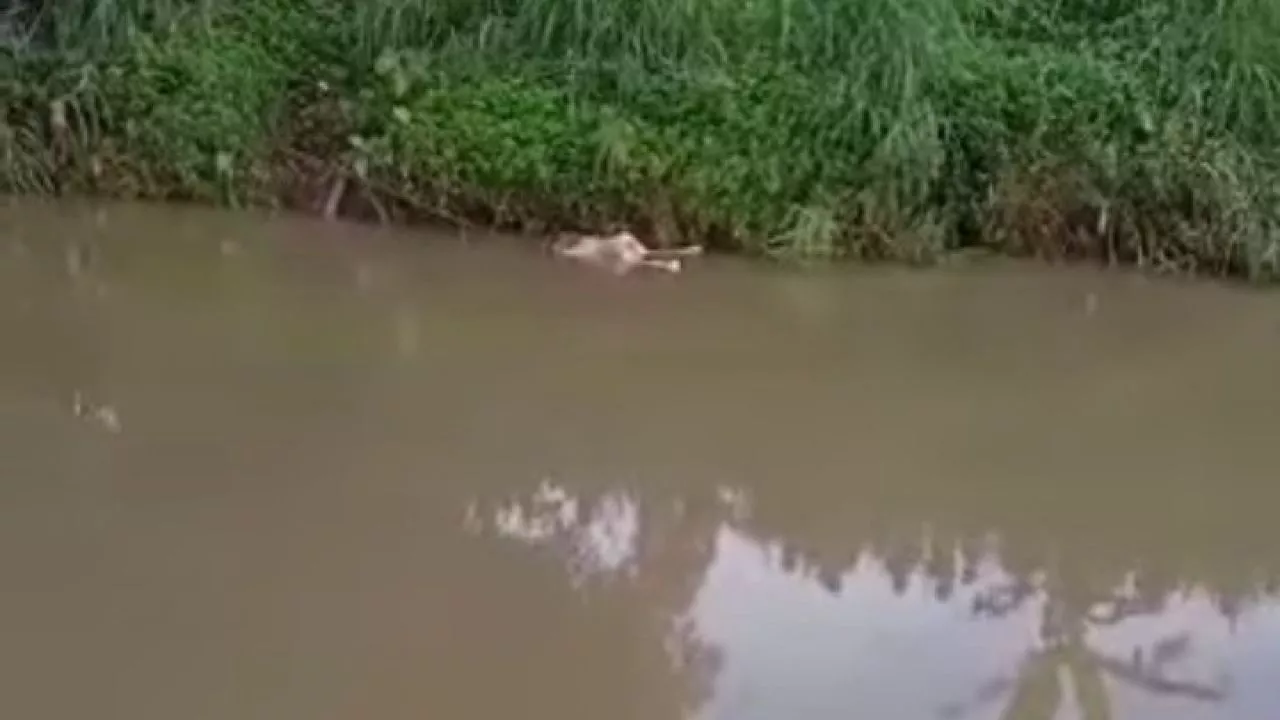 Jenazah Rusmi Ditemukan di Sungai Bomo, Kasihan Ternyata Korban Pikun