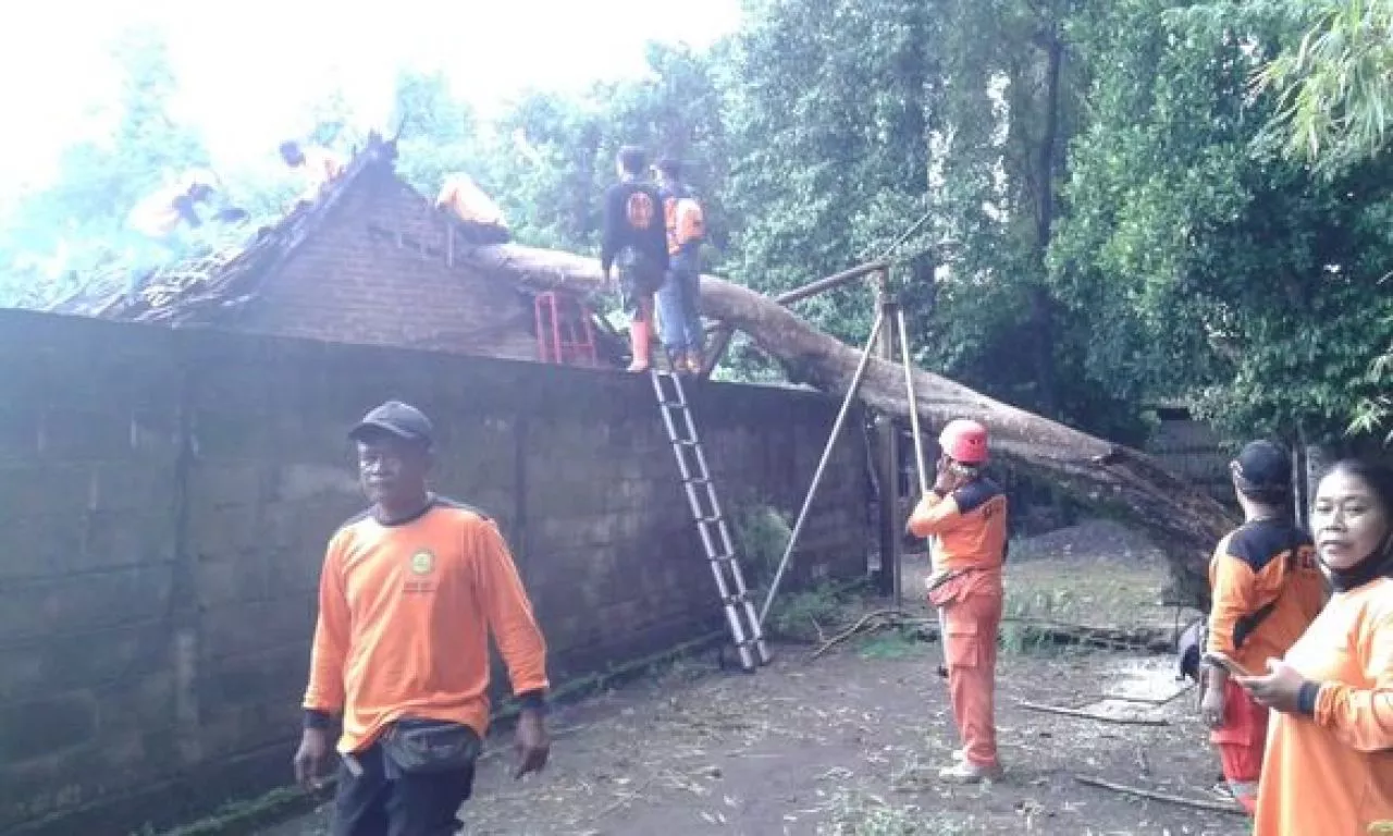Hujan Angin Menerjang DIY, Pohon Tumbang di 22 Lokasi