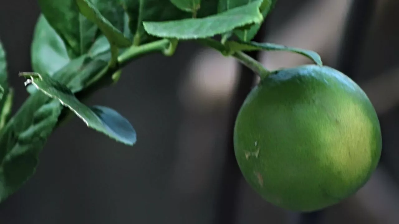 10 Manfaat Buah Jeruk, Salah Satunya Bisa Mencegah Kangker Lho!