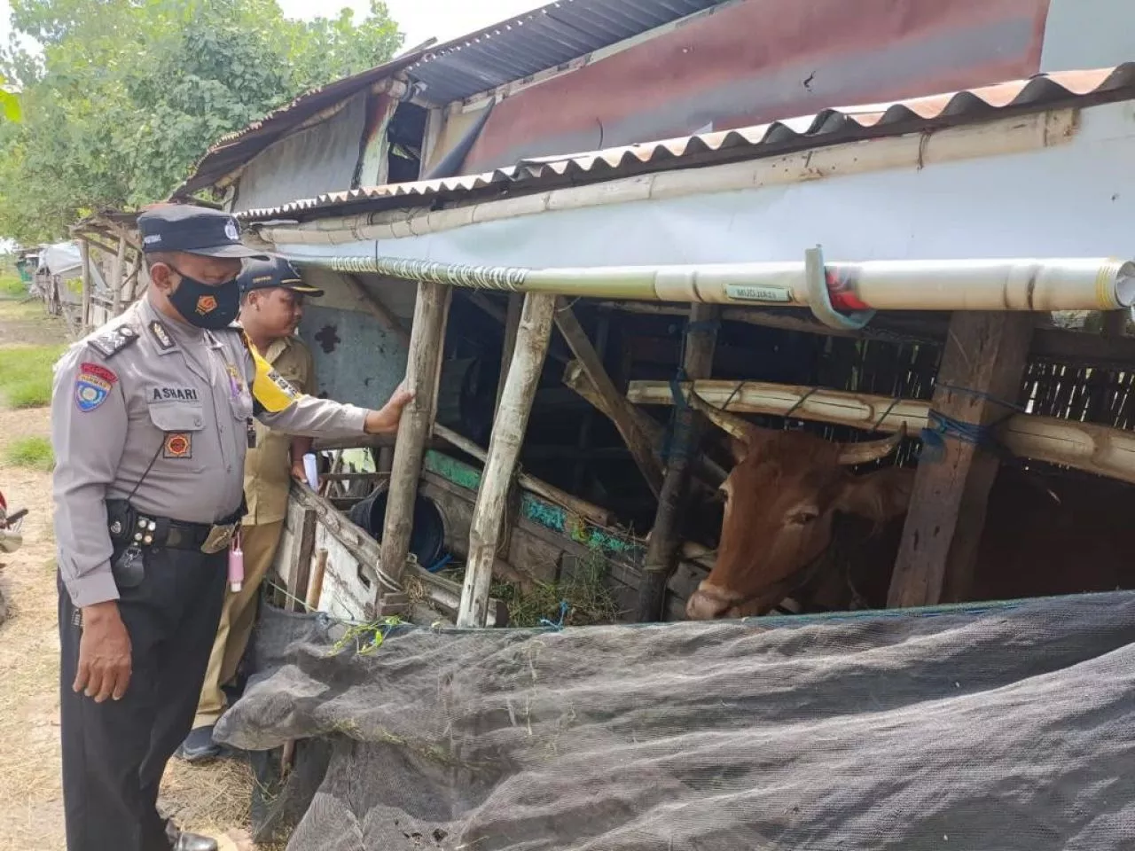 Terjunkan 303 Bhabinkamtibmas Polres Lamongan Cegah Penularan PMK