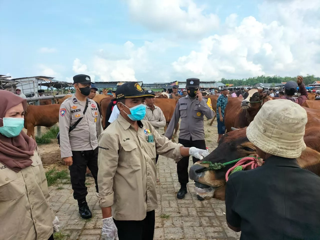 Antisipasi Kasus PMK di Sampang Kapolres Perintahkan Kapolsek Serta Jajarannya Ikut Turun Langsung