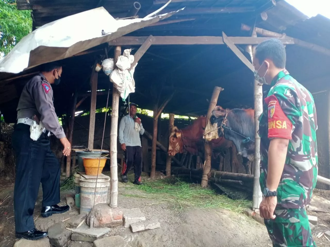 Antisipasi Penularan Penyakit Hewan PMK Babinsa Driyorejo Kunjungi Peternakan Sapi