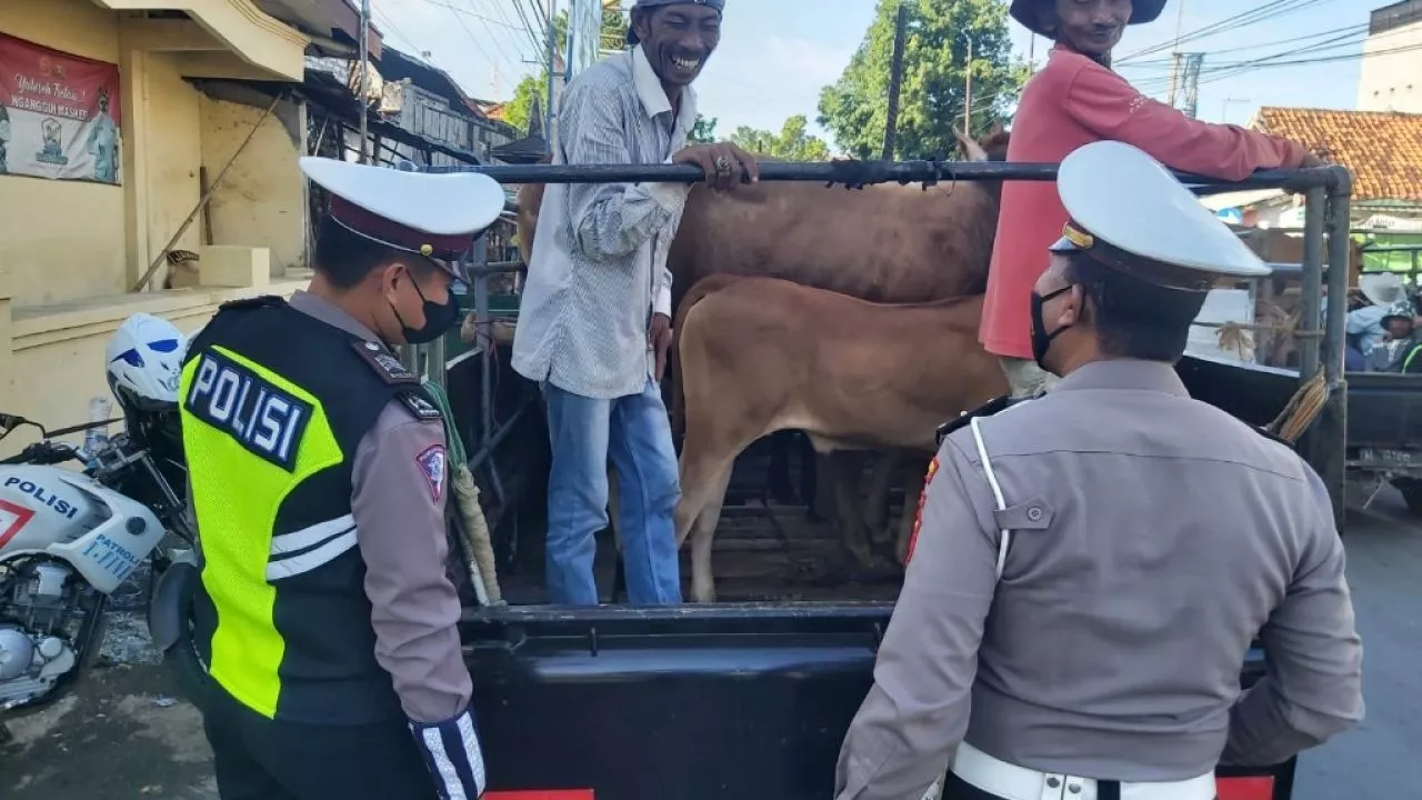 Antisipasi Meluasnya PMK, Ini Yang Dilakukan Satlantas Polres Sampang