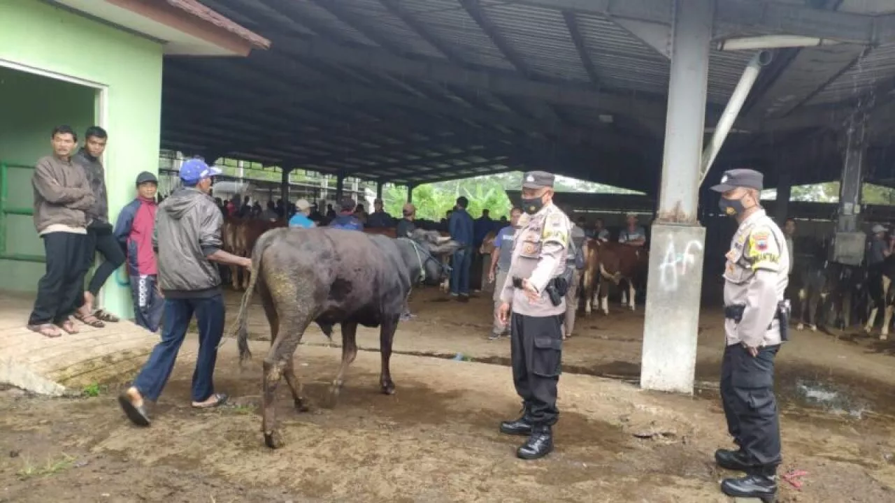 Sebanyak 40 Kambing dan 150 Sapi di Pasar Hewan Wonolelo Bebas PMK