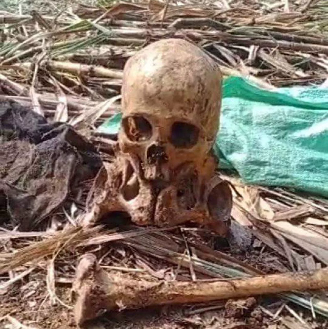 Berusia 100 Tahun, Pria di Jember Ditemukan Tinggal Kerangka di Lahan Tebu