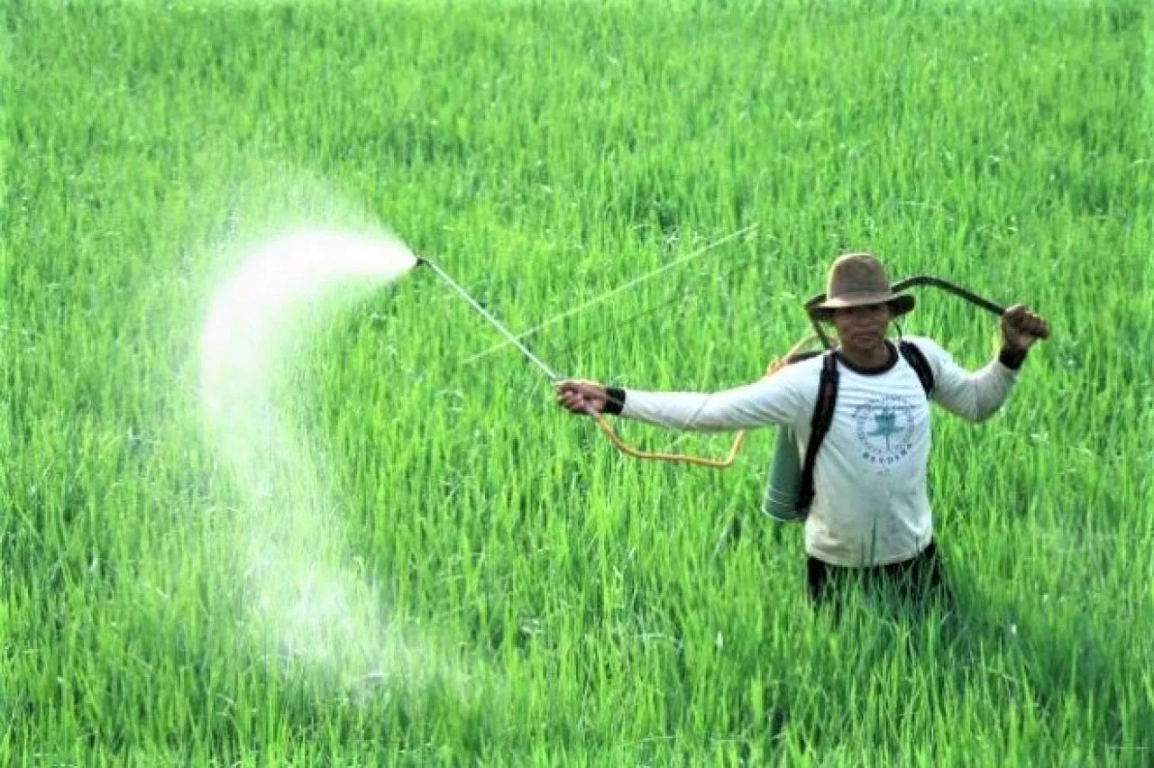 Kelangkaan Pupuk di Sampang Buat Petani Berhenti Mengolah Lahan
