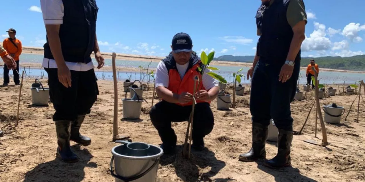 Hadapi Ancaman Banjir, BNPB Tanam Mangrove di Pantai Soge Pacitan