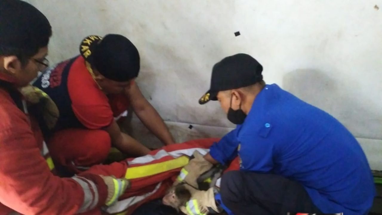 Seekor Monyet Mengamuk di Rumah Warga, Damkar Ngoro Langsung Evakuasi