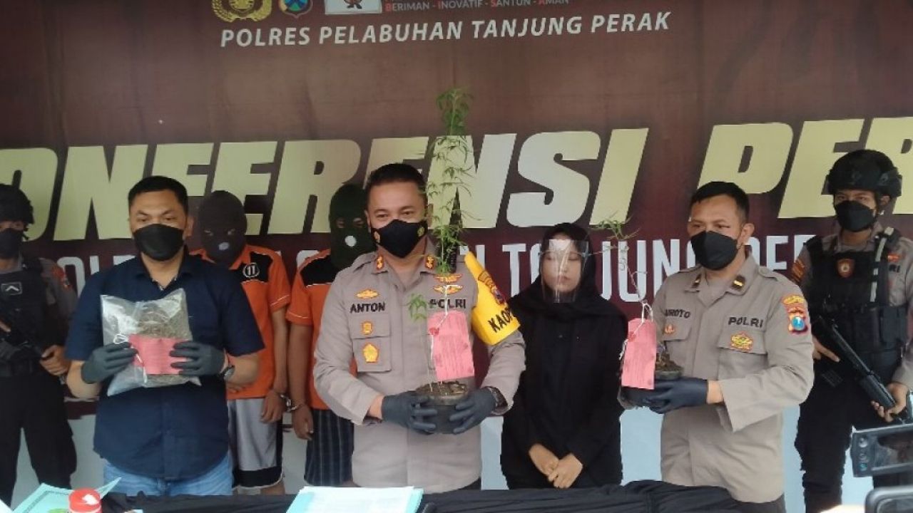 Edarkan dan Tanam Ganja, Residivis Kambuhan Tertangkap Lagi