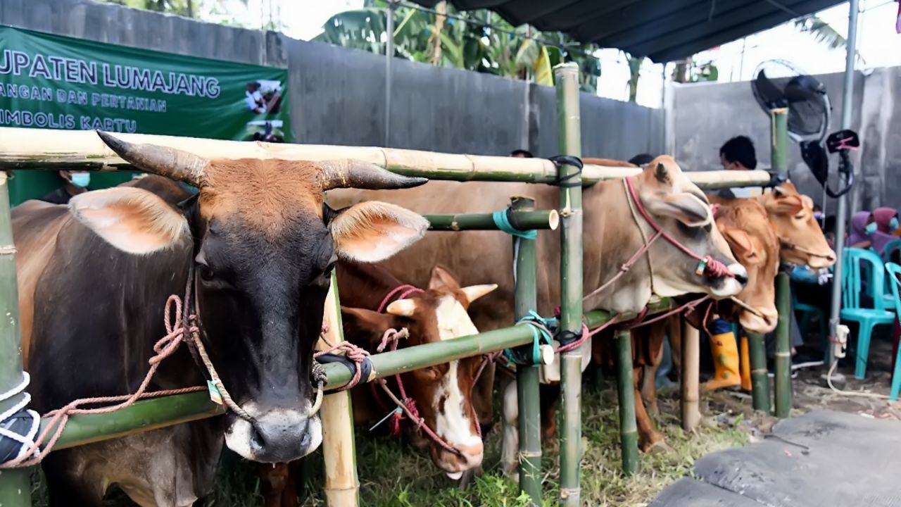 Diserang Penyakit Ternak, Pemkab Lumajang Siapkan Dokter di Sejumlah Pasar Sapi