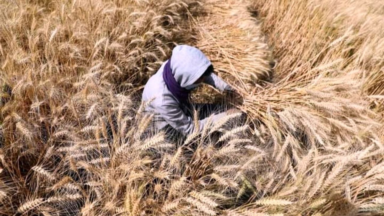 Gandum Ukraina Tidak Amankan Rantai Pangan Global, Tapi Ditukar Senjata ke UE