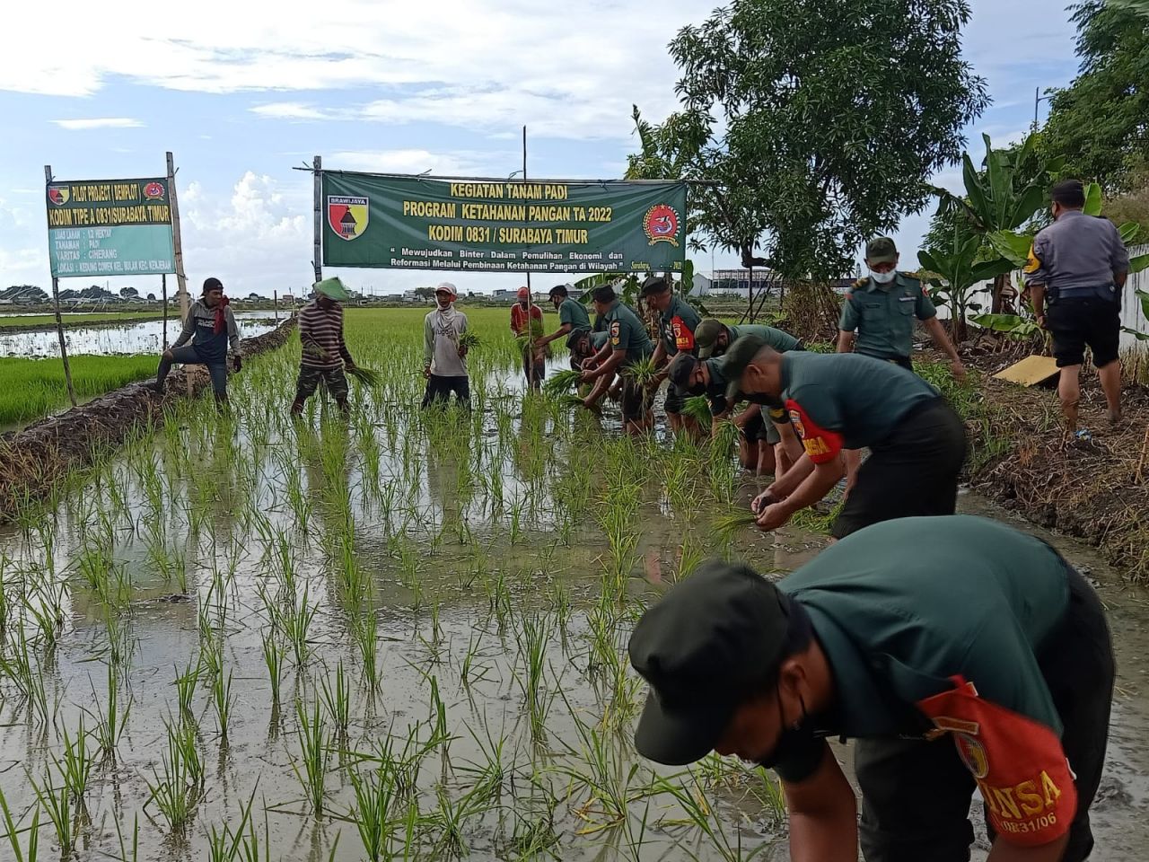 Wujudkan Ketahanaan Pangan Nasional, Kodim Surabaya Timur Tanam Padi