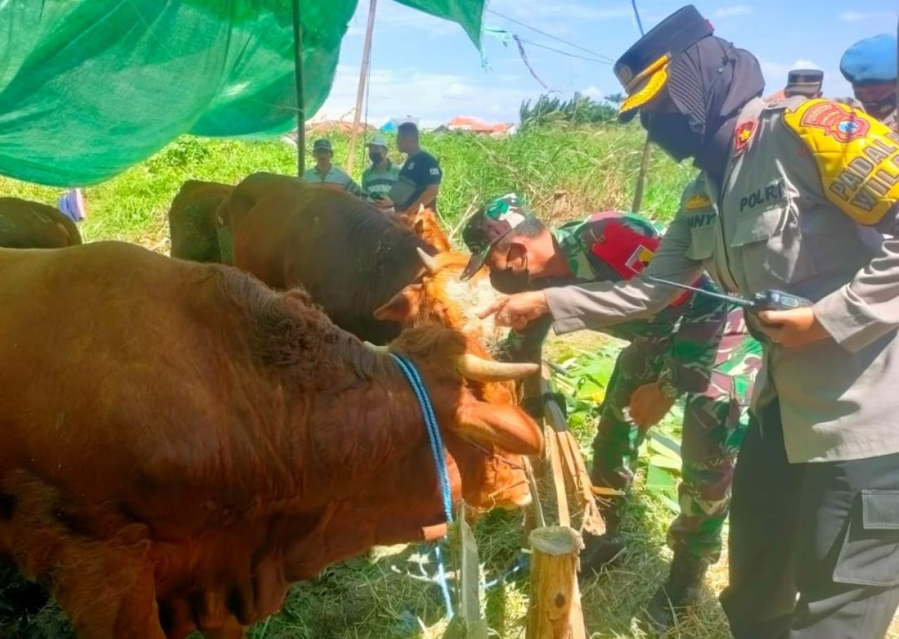 Bersama Empat Pilar Babinsa Sememi Lakukan Pengecekan Hewan Qurban