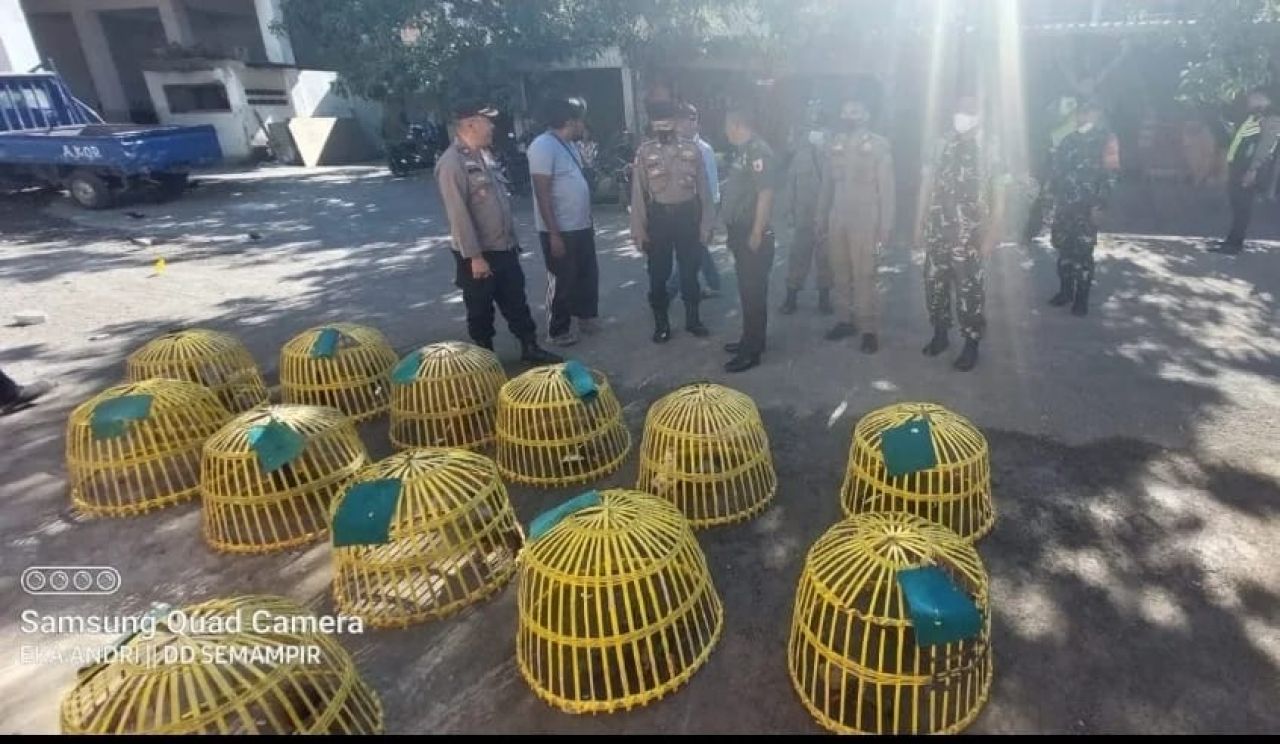 pelaksanaan pelarangan terhadap warga yang sengaja memelihara burung merpati untuk dijadikan sarana burung aduan