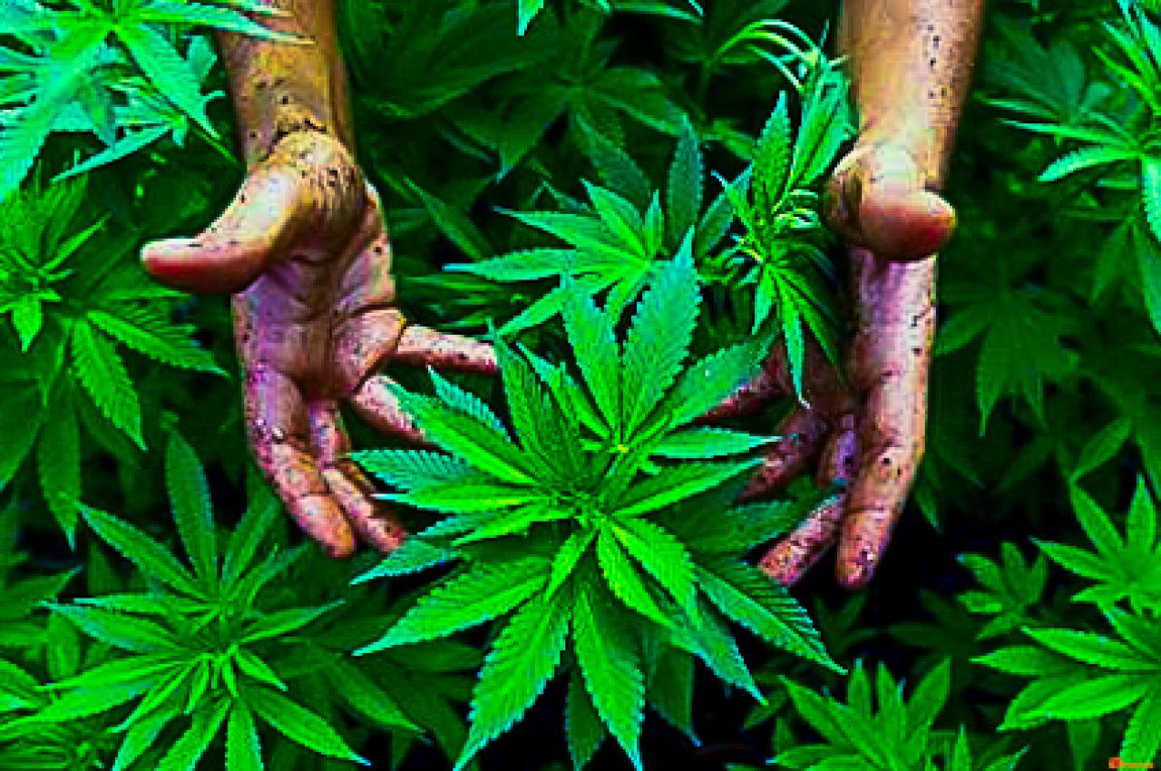 Ditemukan Ladang Ganja 25 Hektare di Aceh, Polisi Langsung Musnahkan