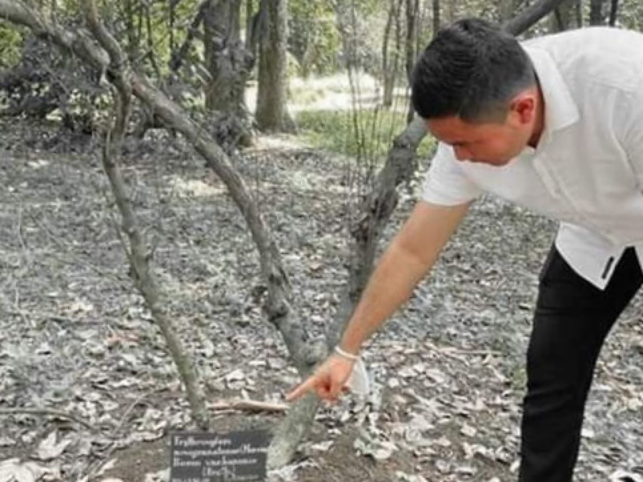 Telusuri Pohon Koka, Polisi: Pohon Sudah Mati, Tersangka Ngaku Tanam Sendiri