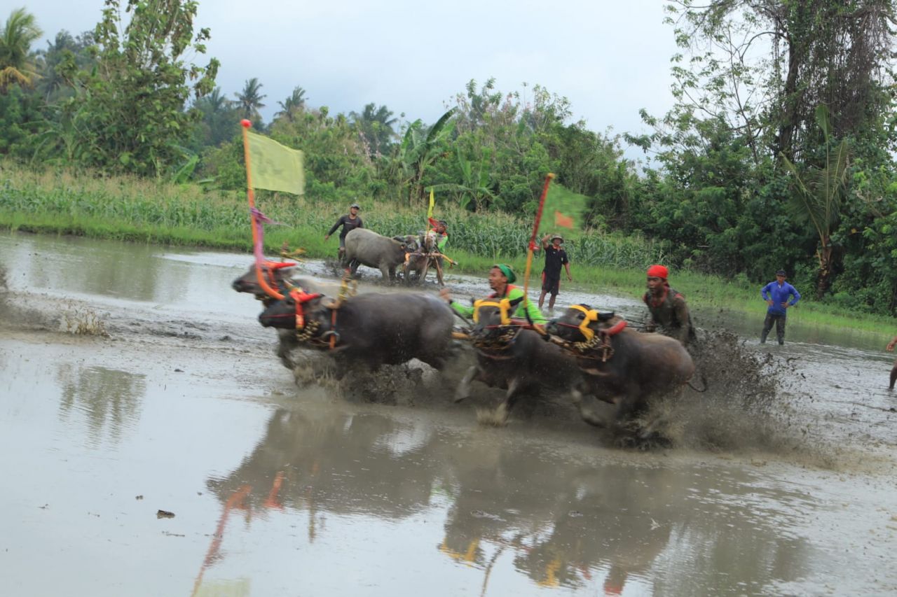 MAKEPUNG : Lomba Makepung Lampit yang diselenggarakan Sanggar Tari Bali Satya, Minggu (11/9) di Sirkuit Makepung Lampit Subak Tegalwani Pangkung Jajung Cibunguran, Desa Kaliakah, Negara.