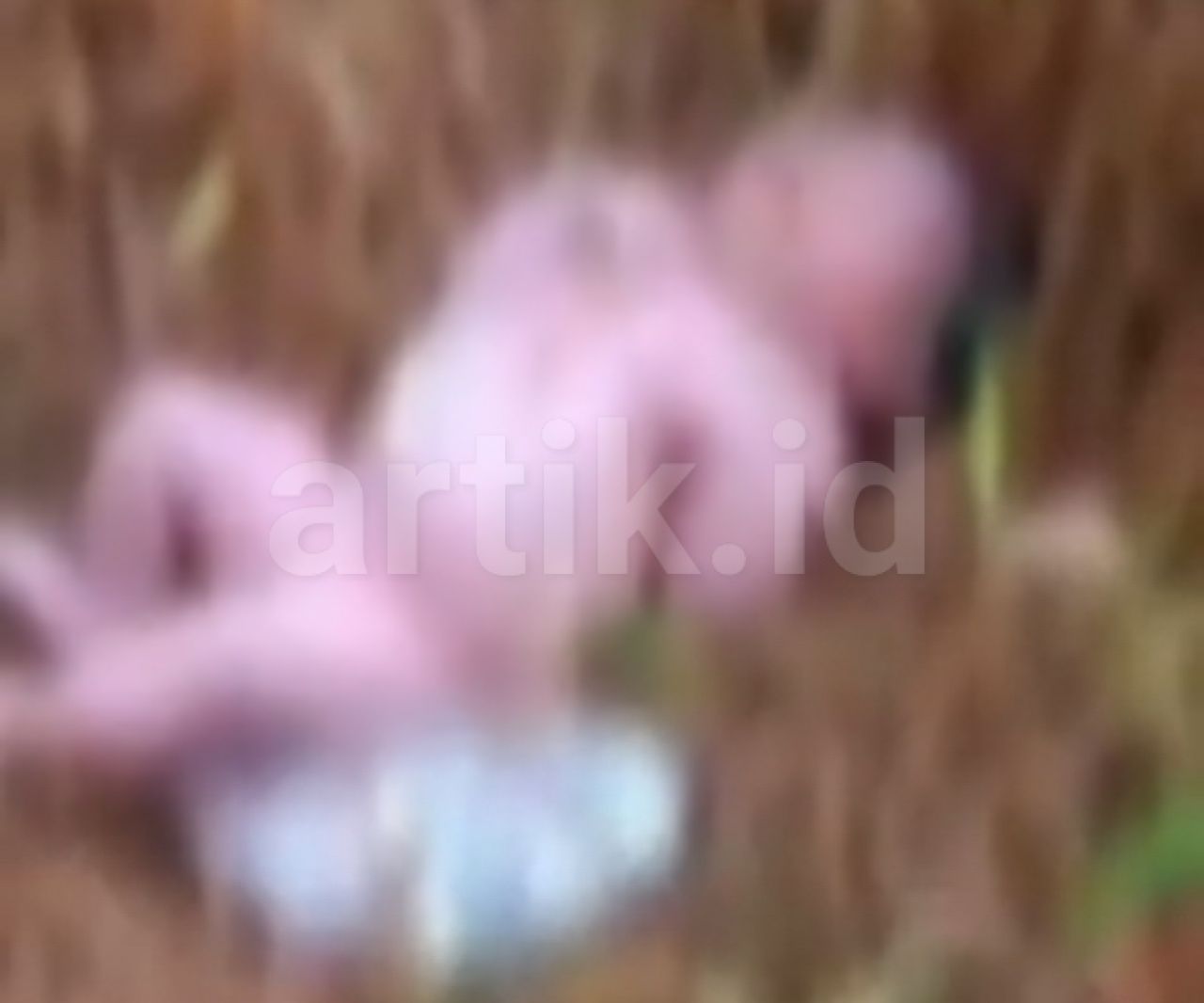 Diguyur Hujan Semalam, Bayi yang Dibuang ke Semak di Kubu Raya Berhasil Selamat