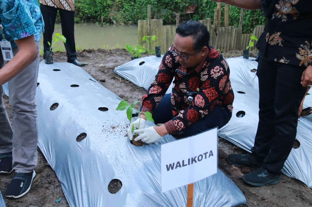 Atasi Urban Farming, Pemkot Magelang Tanam Bibit dari Dana Insentif Daerah