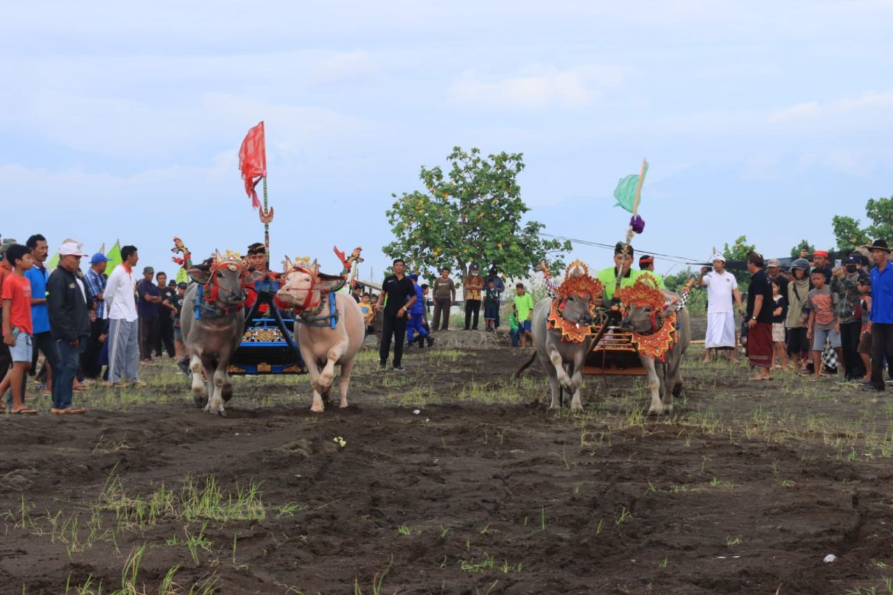 Serunya Atraksi Mekepung Diiringi Kendang Mebarung di Sirkuit All in One