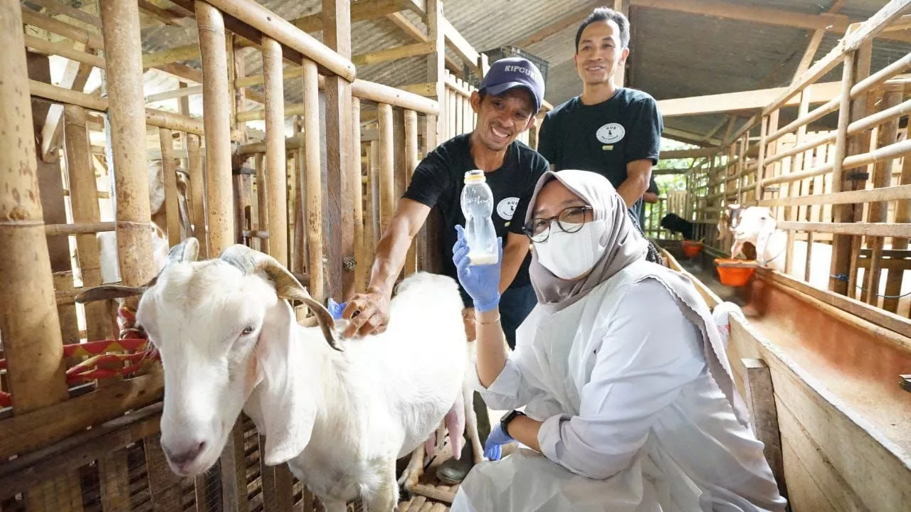 Ipuk Kunjungi Peternak Kambing Perah di Lereng Gunung Raung Banyuwangi