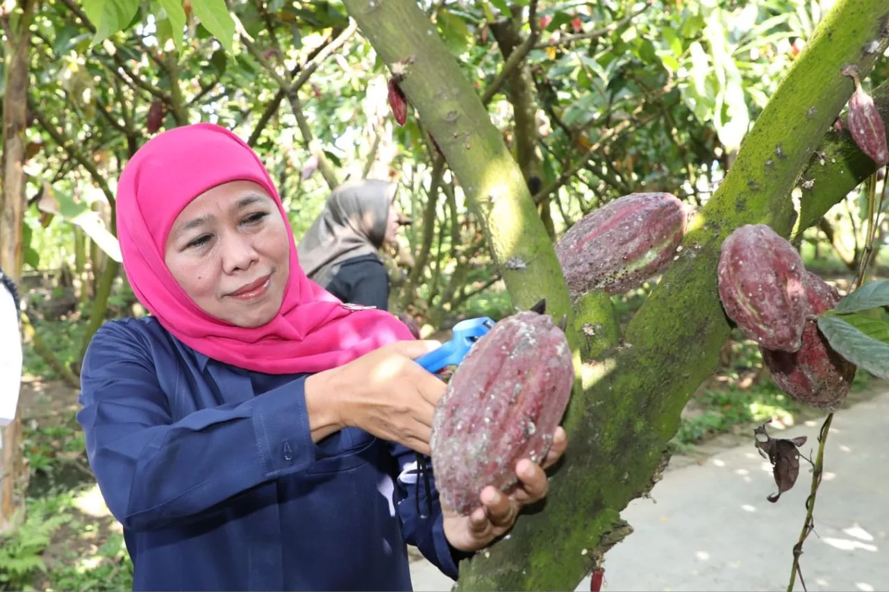 Khofifah Petik Buah Coklat di Desa Pendulum Devisa Kademangan Blitar