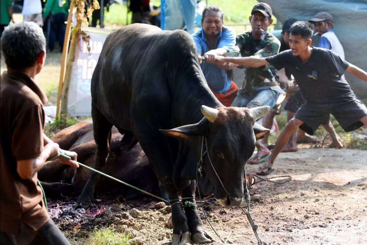 Masjid Agung Baiturrahman Banyuwangi Sembelih Kurban Sapi Ipuk Fiestiandani
