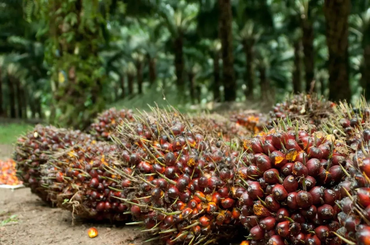 Industri Kelapa Sawit di Indonesia Semrawut dari Hulu Hingga Hilir