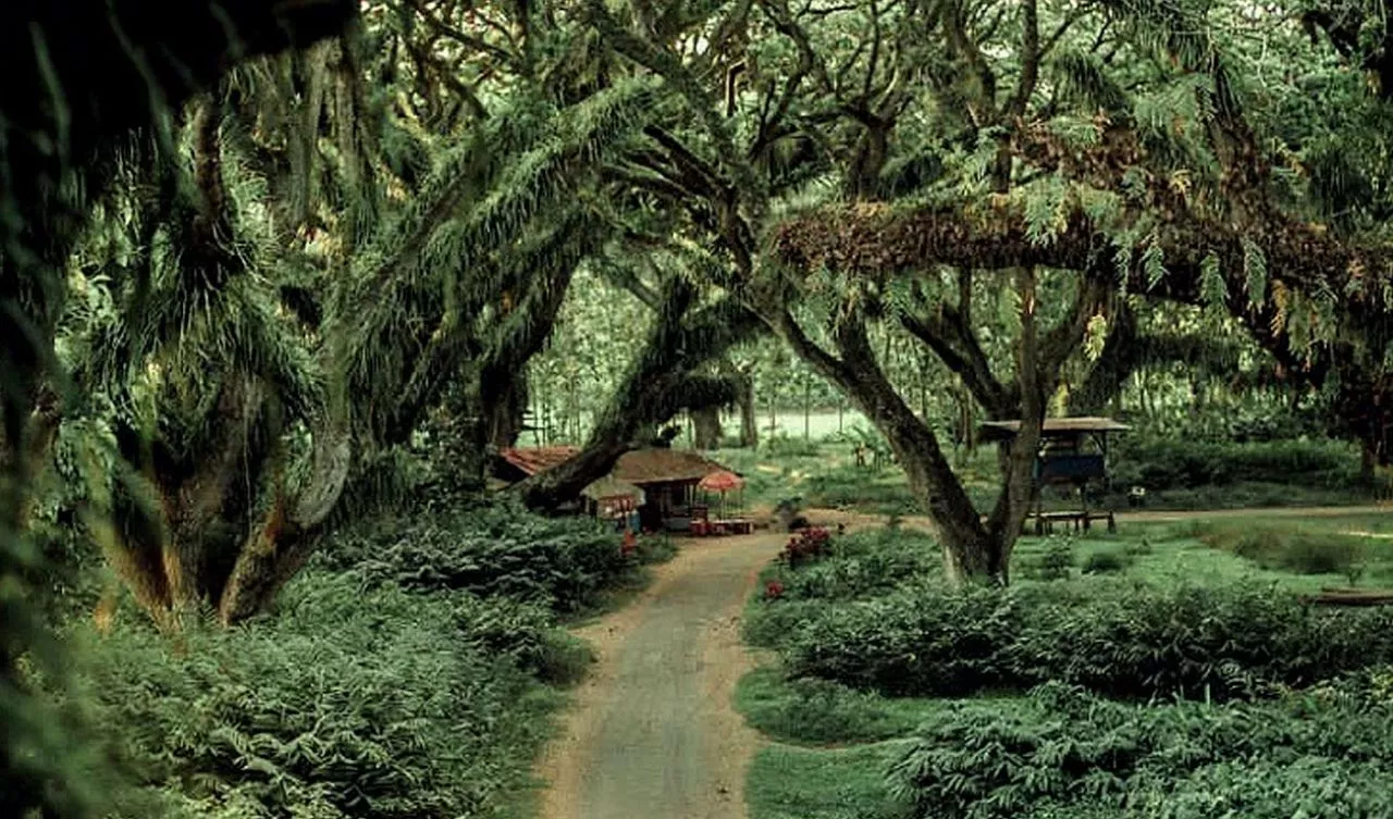 Suasana Film Lord of The Ring Mirip di Hutan De Djawatan Benculuk Banyuwangi
