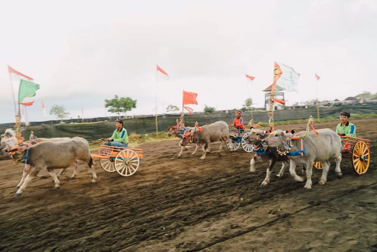 Mekepung Bupati Cup 2023 Pertama Kali Diselenggarakan di Sirkuit All in One
