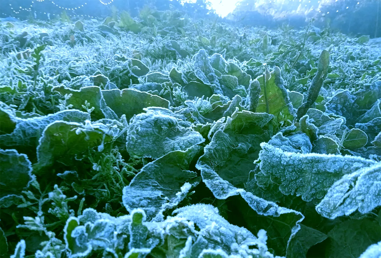 Fenomena Frozen di Bromo Disukai Wisatawan Tapi Dibenci Petani Tengger