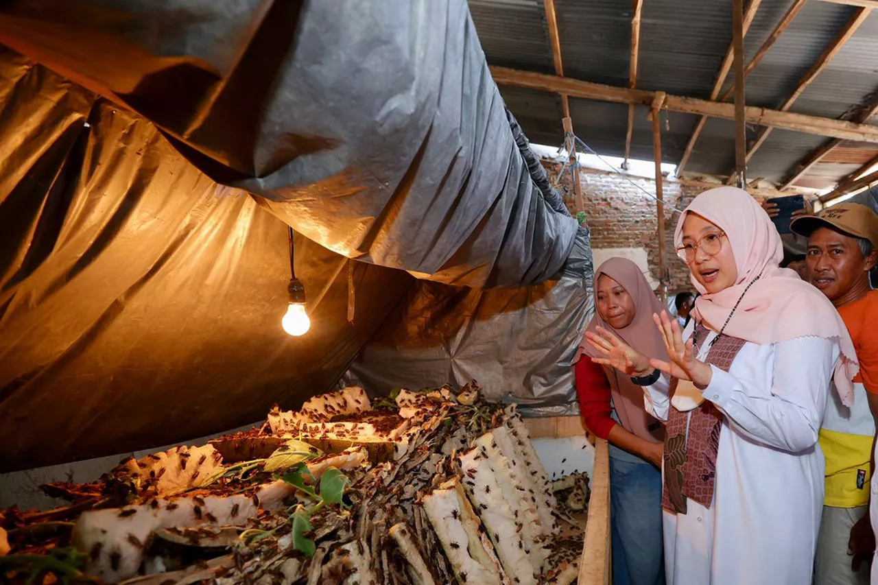 Peternak Jangkrik Desa Bagorejo Kedatangan Bupati Ipuk Fiestiandani
