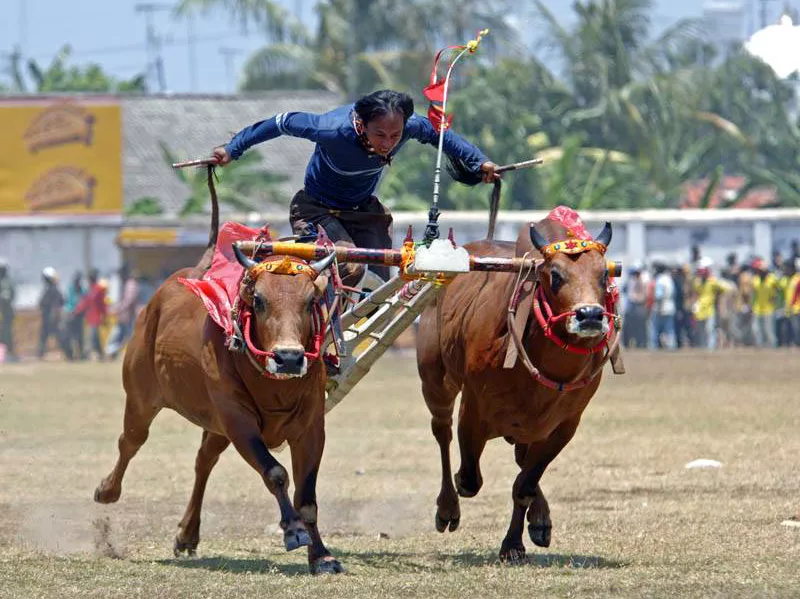 Karapan Sapi di Stadion Moch Noer Bangkalan Perebutka Piala Presiden RI