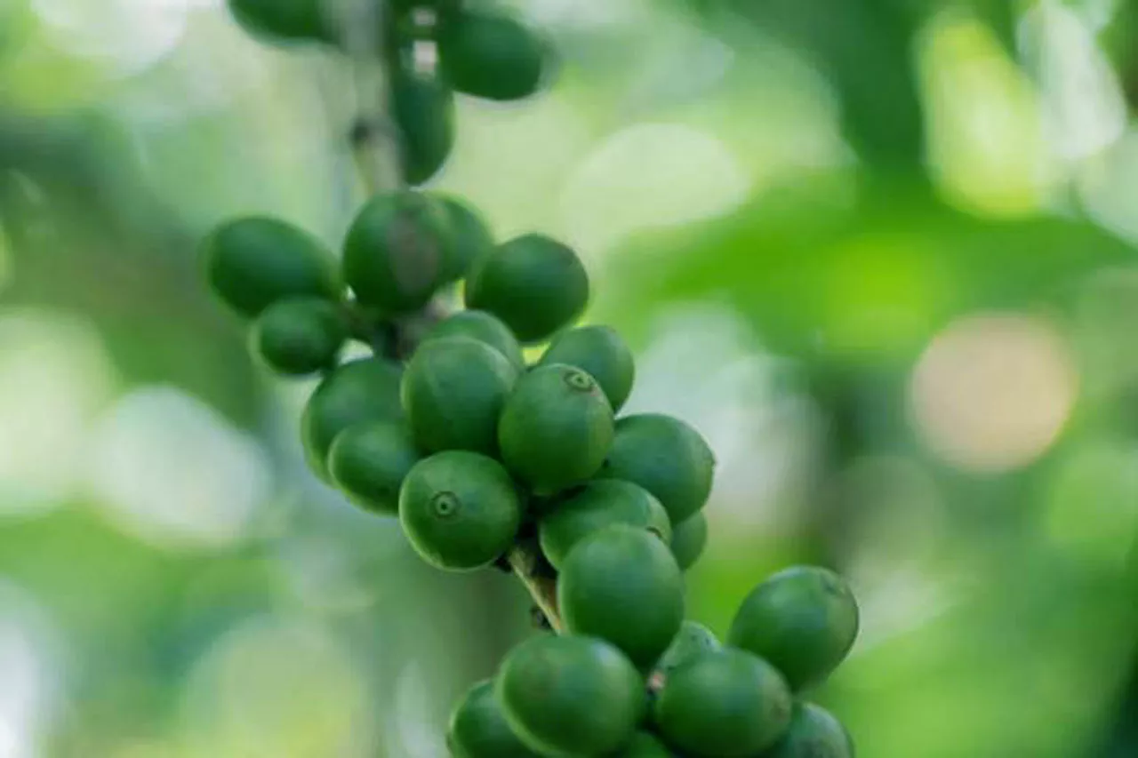 Tiga Jenis Kopi dari Jember, Kopi Liberica Punya Cita Rasa Lebih Unik dan Aromatik