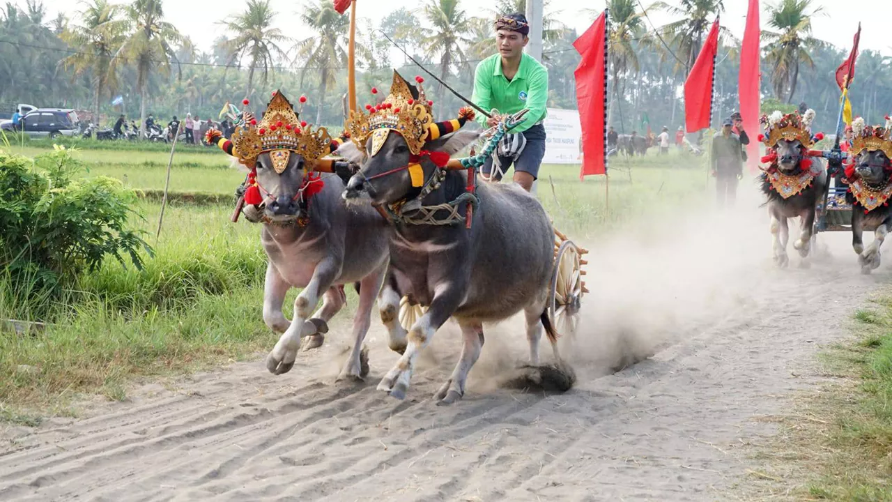 Bupati Tamba Buka Lomba Mekepung, Bentuk Promosi dan Pelestarian Budaya Lokal