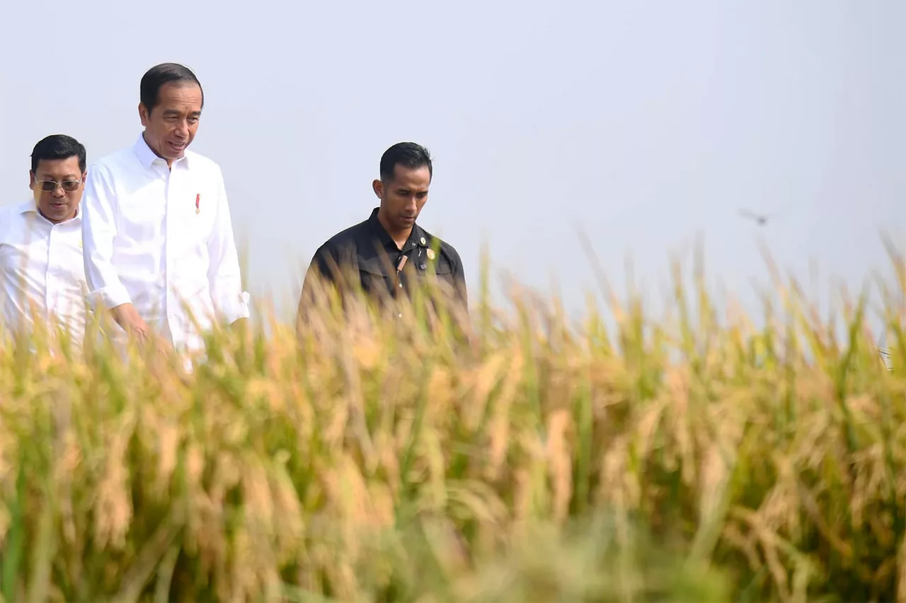 Presiden Jokowi Ikut Panen Raya di Desa Ciasem Girang, Subang