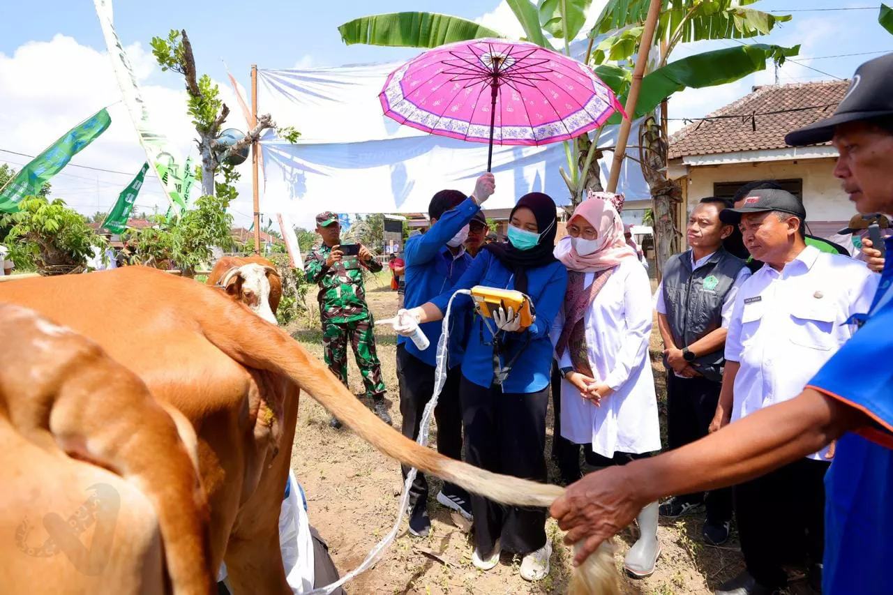 Program SMS Ipuk Fiestiandani Berhasil Tingkatkan Produktivitas Sapi di Banyuwangi